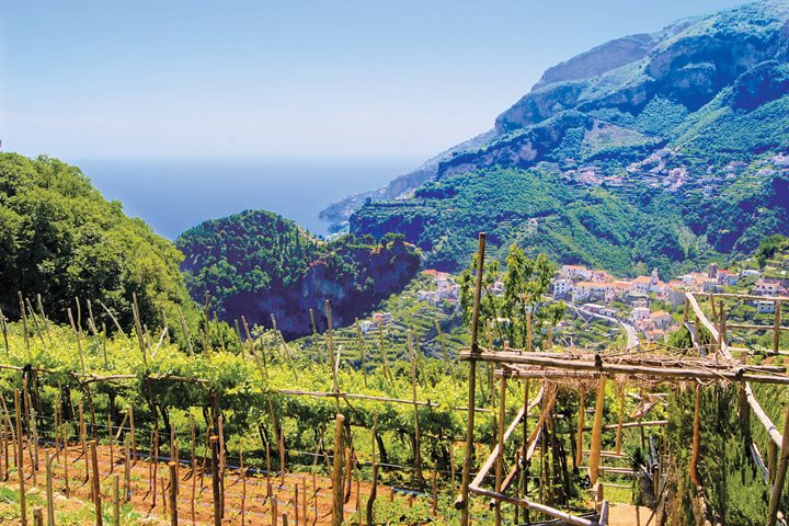 Vignoble4