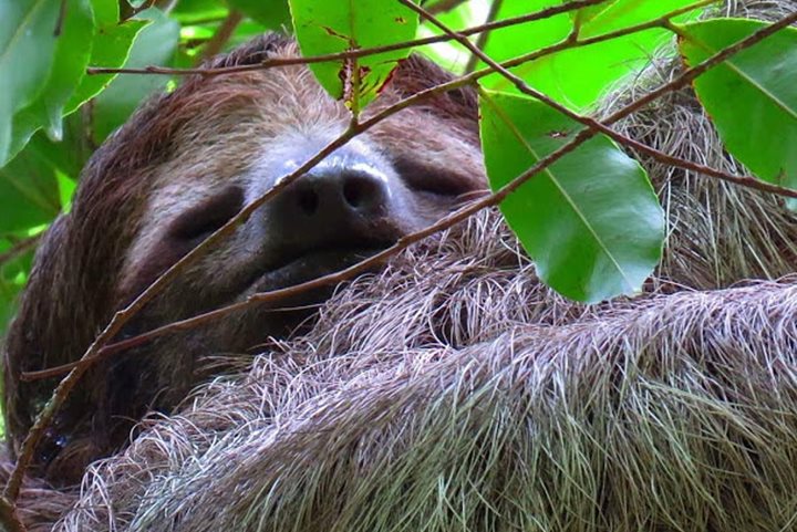 Visite des paresseux et la faune0