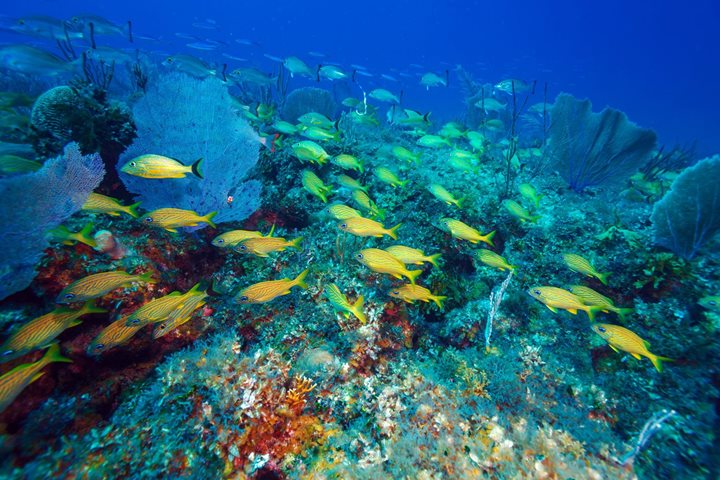 Demi-journée plongée sous-marine, Cuba1