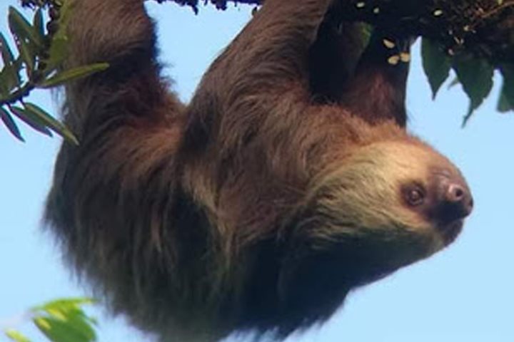 Visite des paresseux et la faune2