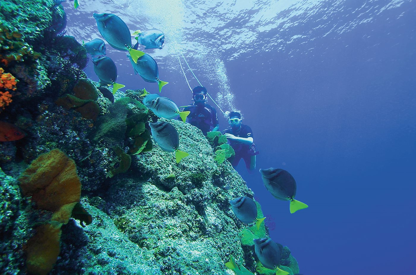 Demi-journée plongée sous-marine, Cuba
